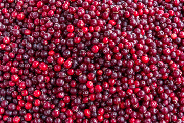 Colorful Red Fresh Cranberries Close up