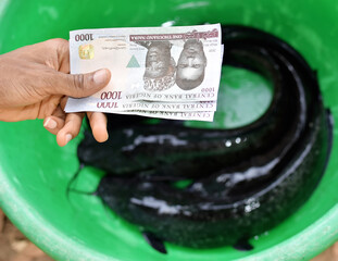 Tendering Nigerian currency for the sales of cat fish