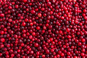 Colorful Red Fresh Cranberries Close up