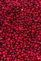 Colorful Red Fresh Cranberries Close up