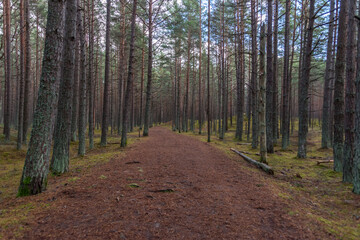 Fototapeta premium Hiking Trail in a Forest Wetland In Latvia in the Winter