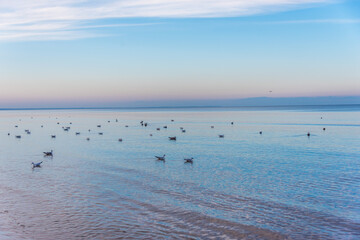Naklejka premium Seagull on the Baltic Sea Coast in Winter in Latvia on Clear Day
