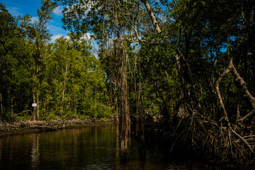Fototapeta na wymiar Mangrove forest in the Everglades, FL.