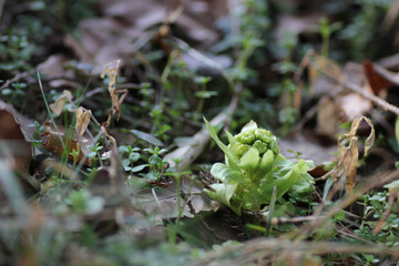 ふきのとうのクローズアップ