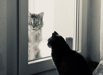 Katze ausgesperrt Schwarzweiß

