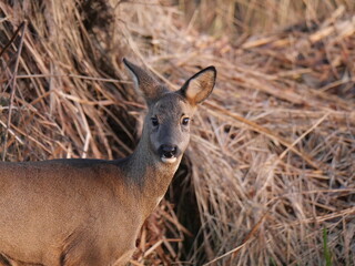 Fototapeta premium Roe deer goat (capreolus capreolus) in winter