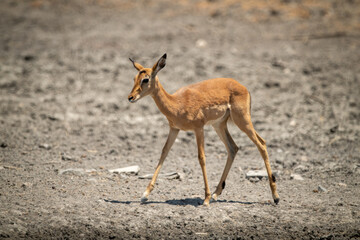 Naklejka na ściany i meble Female common impala walks over rocky ground