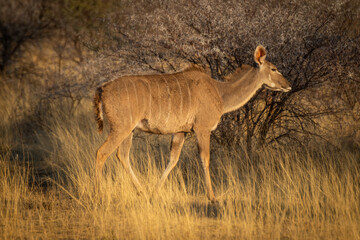 Female greater kudu passes thornbush in grassland