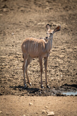 Female greater kudu standing by muddy waterhole