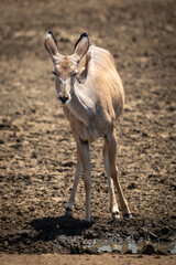 Female greater kudu stands at muddy waterhole