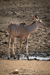 Female greater kudu stands by muddy waterhole