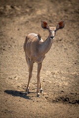 Female greater kudu stands on rocky ground