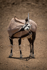 Gemsbok stands on rocky ground scratching rump