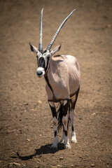 Gemsbok stands on stony ground in sunshine