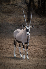 Gemsbok stands on stony ground near trees