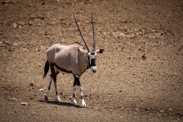 Gemsbok walking down slope across rocky ground