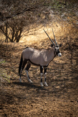 Gemsbok stands under trees in dappled sunlight