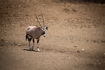 Gemsbok walking down slope across stony ground