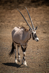 Gemsbok walks across rocky ground in sunshine