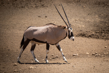 Gemsbok walks across stony ground lifting hoof