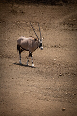 Gemsbok walks down slope across stony ground