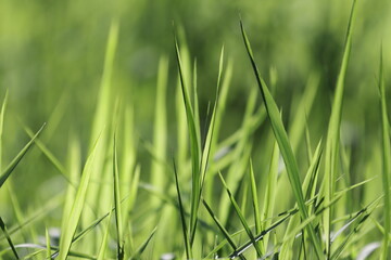 green grass background