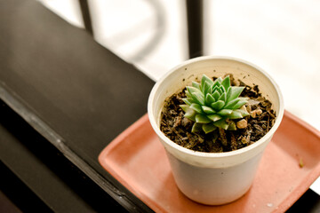 Tiny Cactus in a Pot