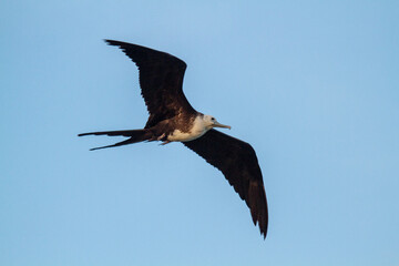 frigate tropical bird Yucatán peninsula in southeastern mexico Mayan landscapes and archeology