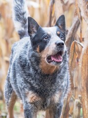 Funny adult dog in a corn field. Blue Heeler is working breed  of Australian Cattles. Curious grey brown dog.