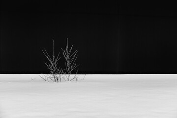 In the snow, the lone little bush stretches its branches against the black background