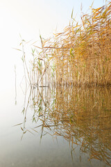 rushes reflecting in calm water in Flyndersoe lake in Denmark