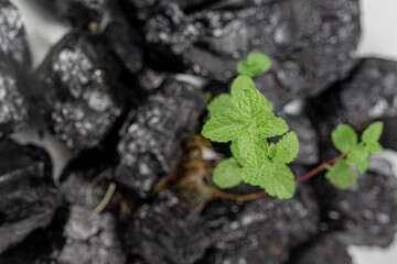 coal raw with plant illustrated