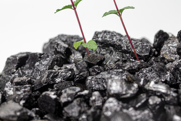 coal raw with plant illustrated