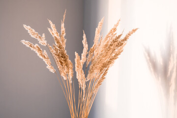 Dried flowers wiht shadows against a light wall in a minimalist style.