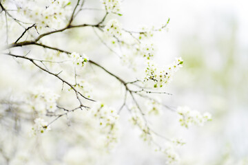 Close-up photo of blossom cherry tree in sunny garden with bright sky on background