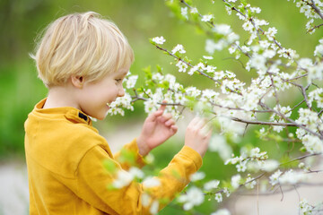 Glad boy admiring blossom cherry tree in sunny garden.