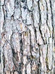 Obraz premium texture of a tree