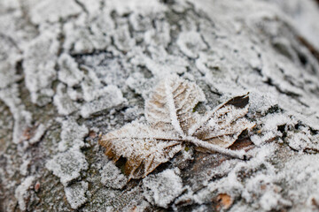 Frost in the forest