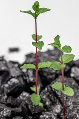 coal raw with plant illustrated