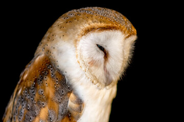 barn owl portrait