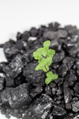 coal raw with plant illustrated