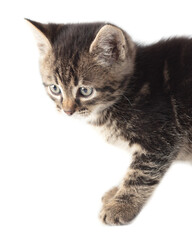 Kitten portrait isolated on a white background.