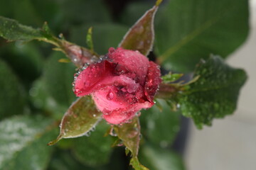 red rose with dew drops