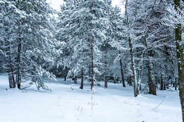 snow covered landscape woodland on the mount Vetoux in france.