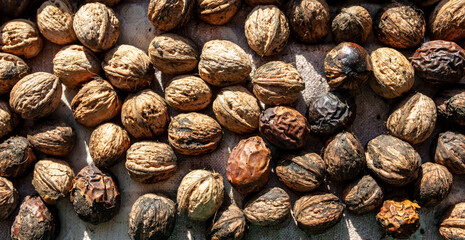 Walnut as background. Harvest from  garden