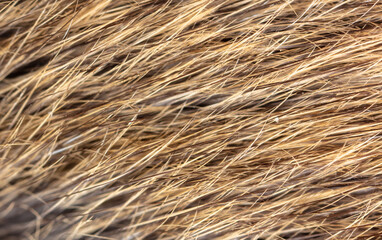 Close-up of mouse fur as background.