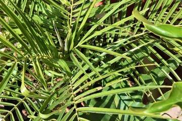 Beautiful green plant in the garden