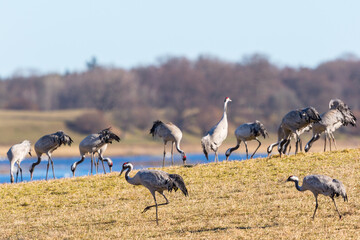 Obraz na płótnie Canvas Fields with Cranes in the spring