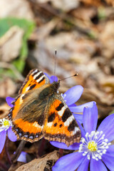 Tortoiseshell butterfly on hepatica flowers in early spring