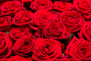 Red rose flowers as background.